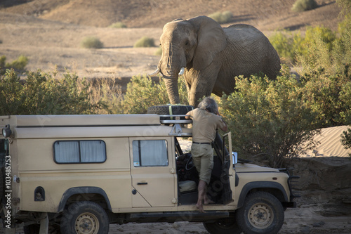 Desert Elephant near Purros, Namibia.