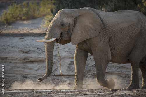 Desert Elephant near Purros, Namibia.