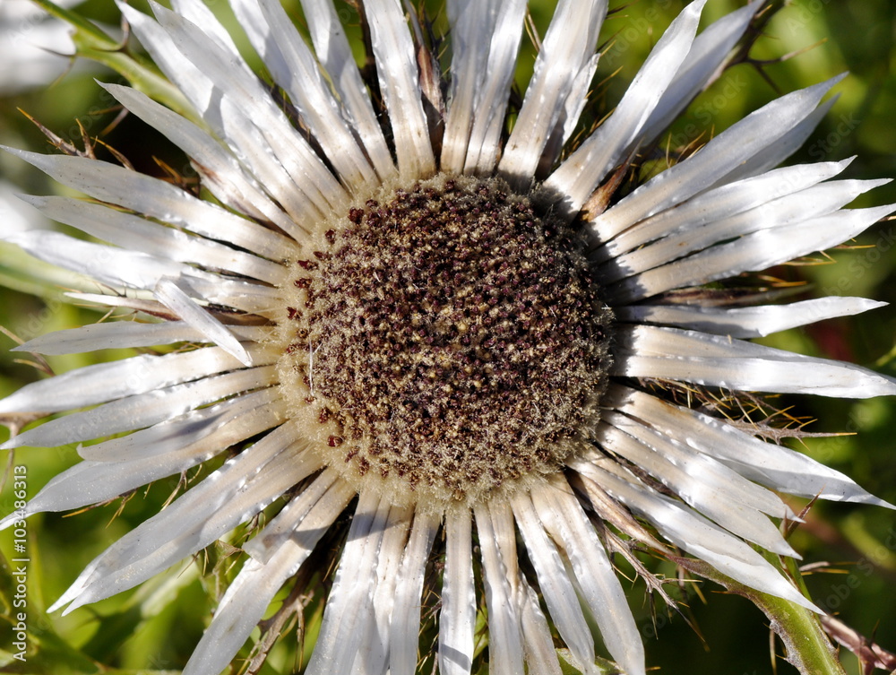 Closeup on the flower of a silver thistle Closeup on the flower of a silver thistle