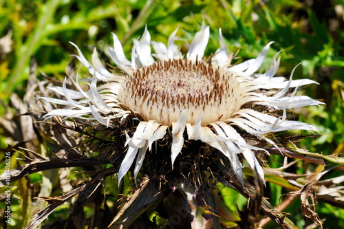 Closeup on the flower of a a silver thistle