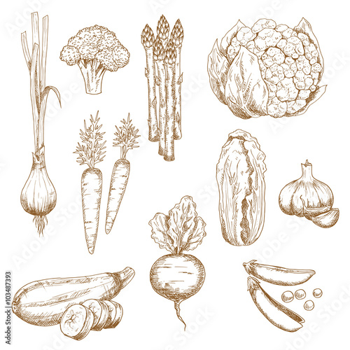 Vintage sketches of farm vegetables