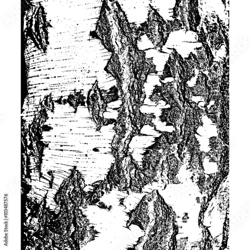 Bark of birch in the cracks texture. Vector illustration