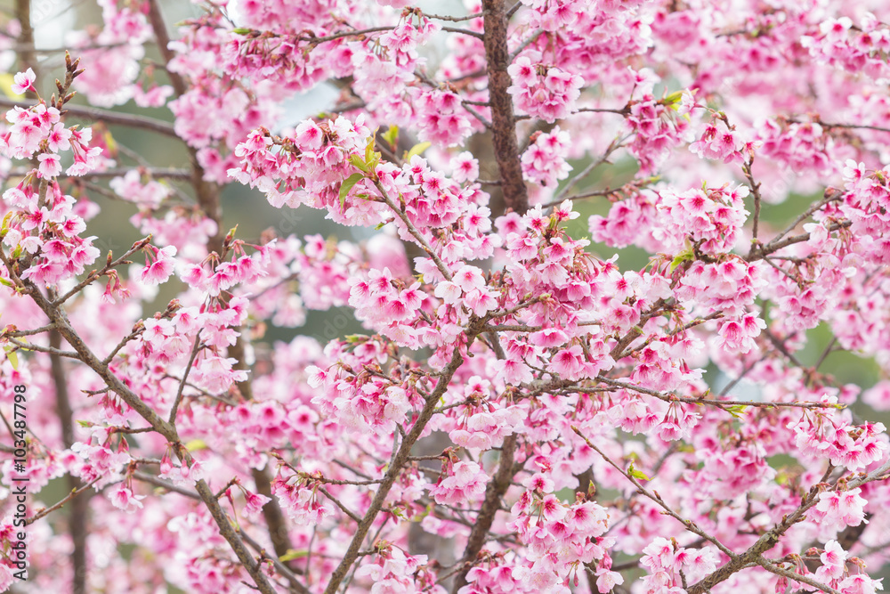 Beautiful spring cherry blossoms in the northern of Thailand Beautiful spring cherry blossoms in the northern of Thailand