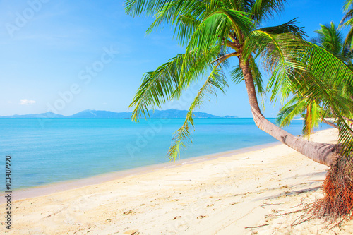 tropical beach with coconut palm