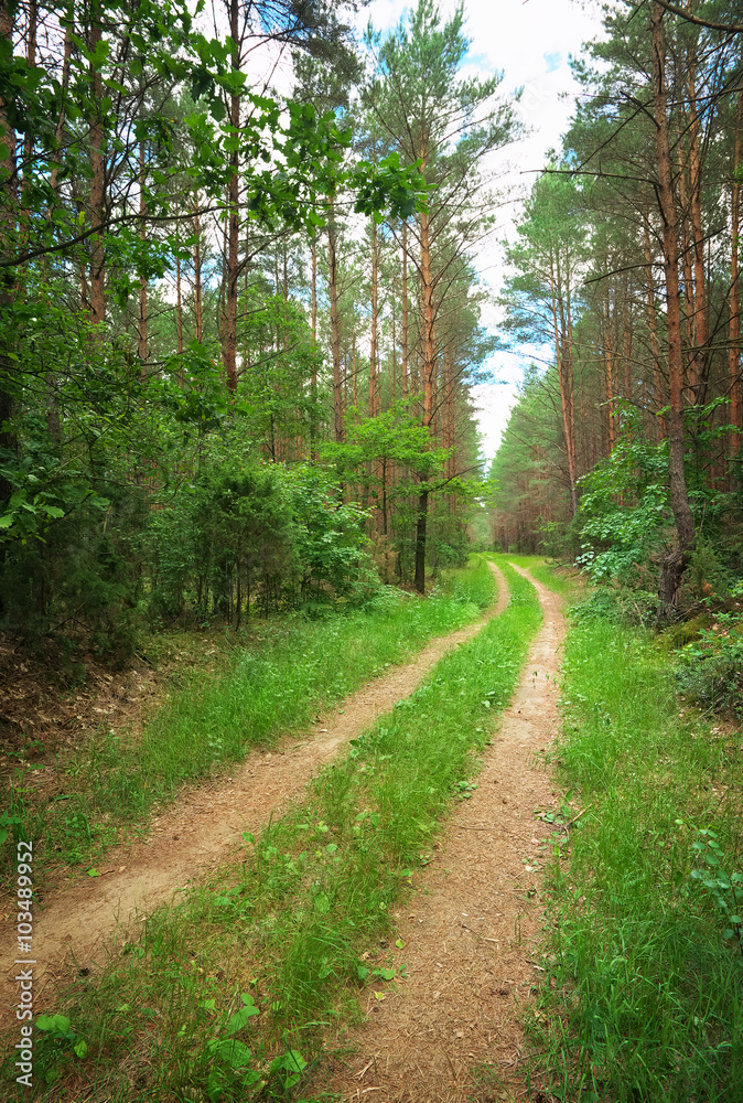 The road through the forest. Spring green forest The road through the forest. Spring green forest