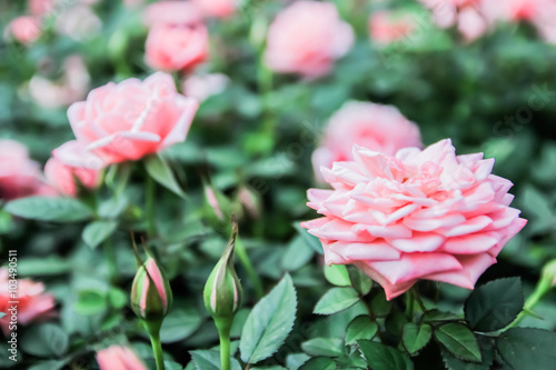 Pink rose in the garden