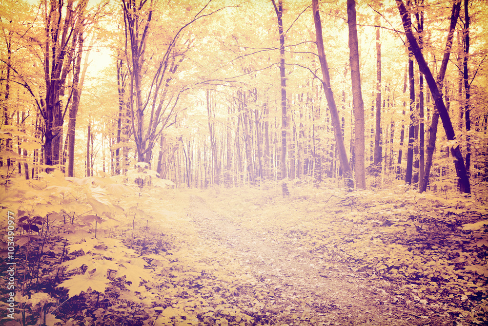 Obraz premium forest