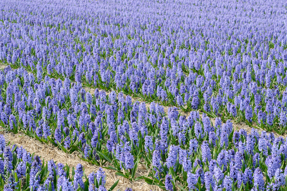 a field with colorful hyacinths