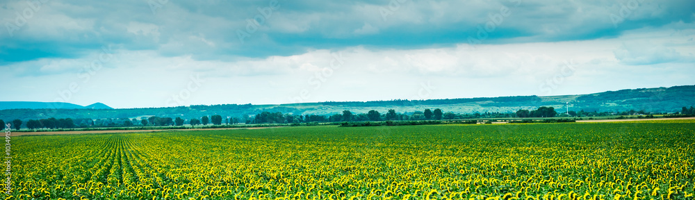 landscape of sunflower field