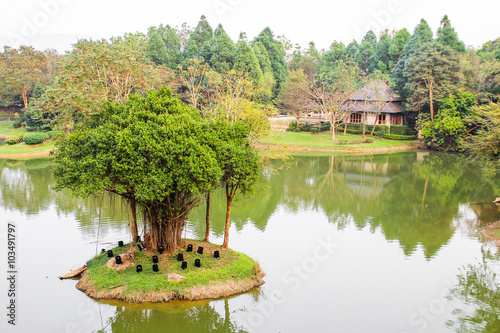 Tree on the lake 