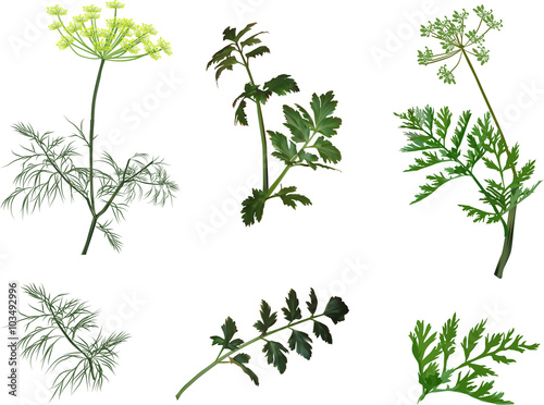 green dill and parsley plants isolated on white