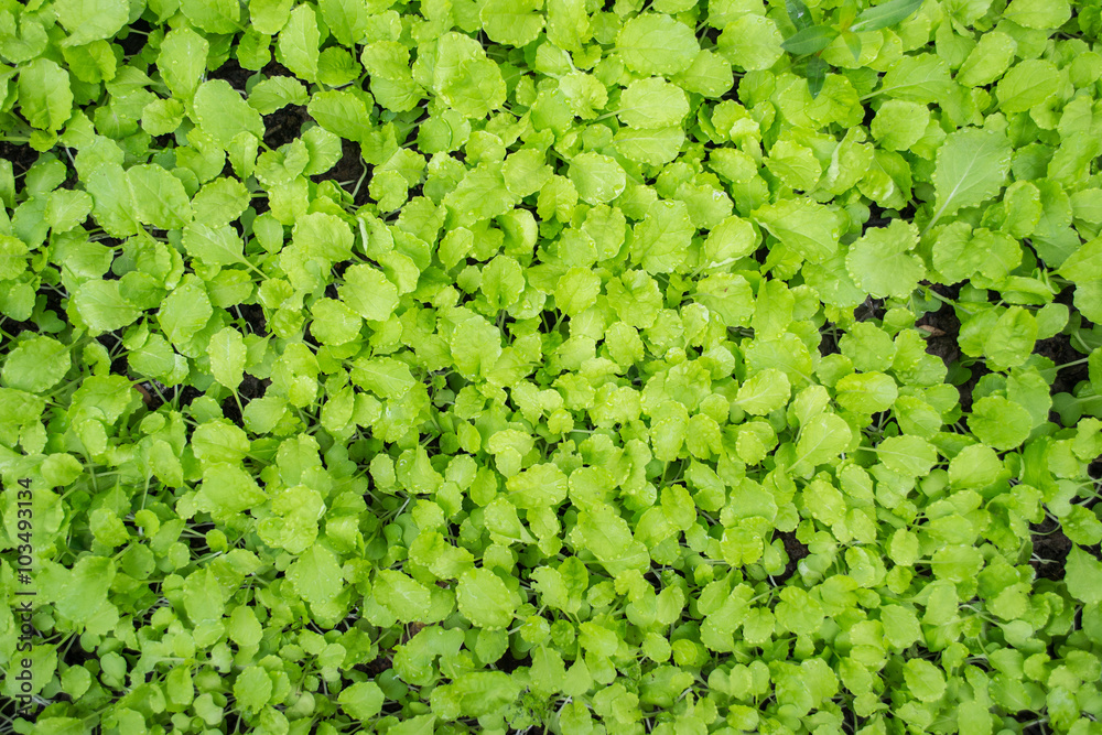 fresh green plants background fresh green plants background