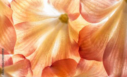flowers in detail - macro texture