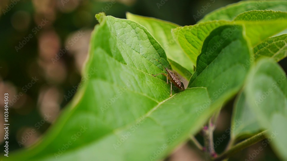 Bug insect in slow motion