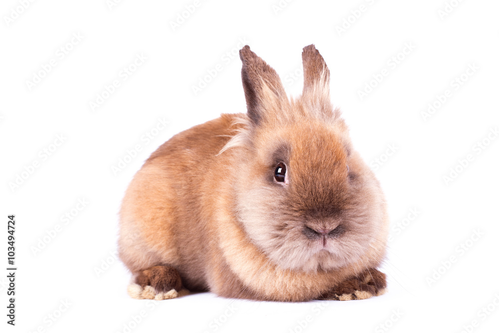 Brown rabbit isolated on white Brown rabbit isolated on white