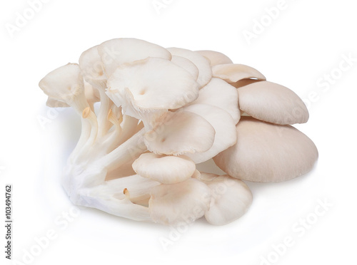 Sarjor-caju Mushroom on white background.