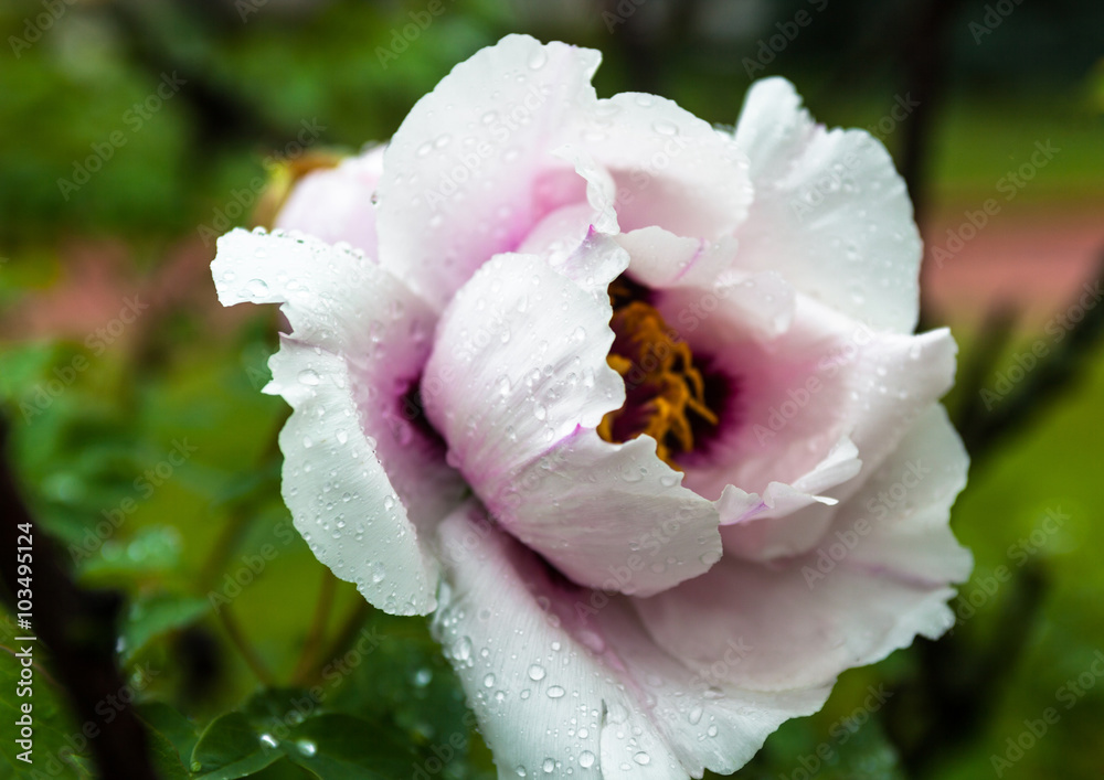 Pale pink peony flower with drops of dew Pale pink peony flower with drops of dew
