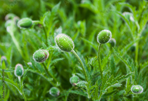 Closeup of the poppy buds with drops of dew