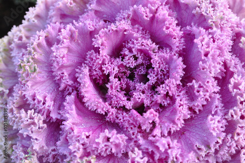 Fototapeta Naklejka Na Ścianę i Meble -  Decorative purple cabbage or kale