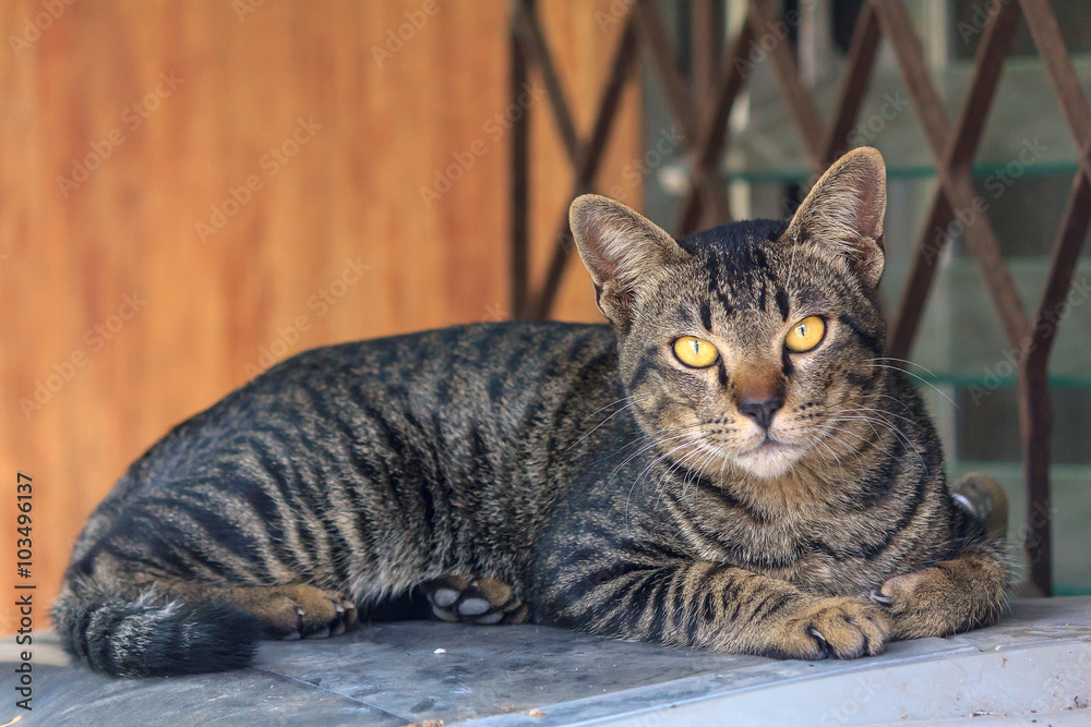 thai cat thai cat