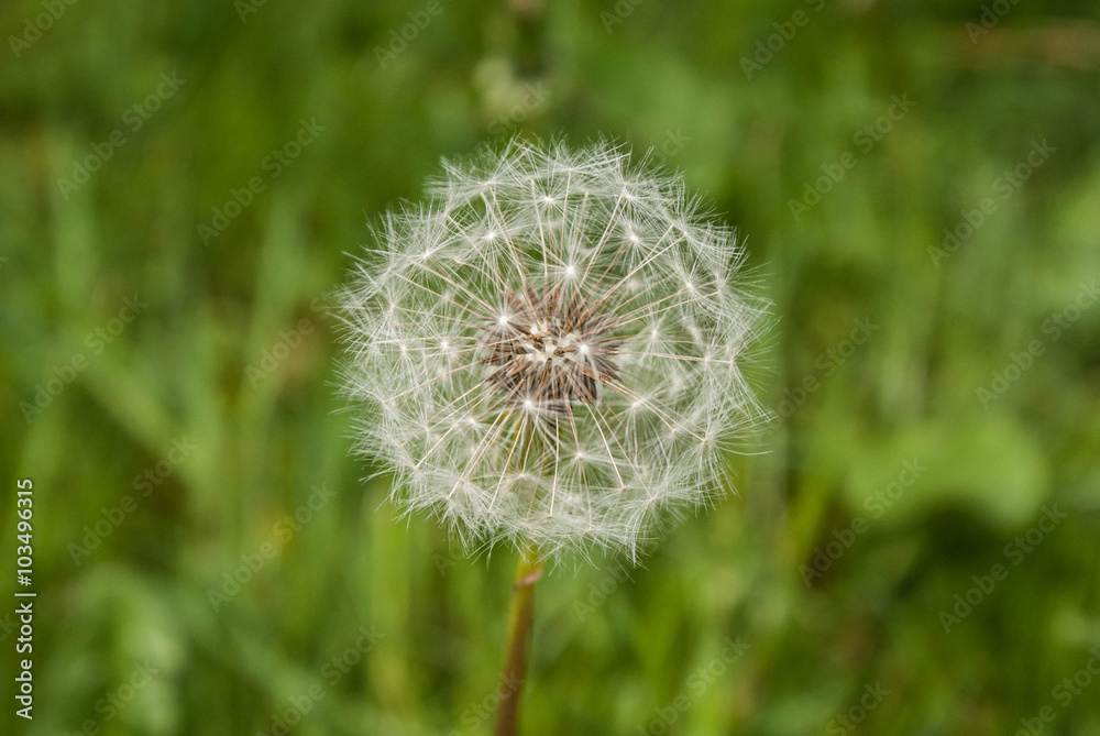 Fototapeta premium dmuchawiec