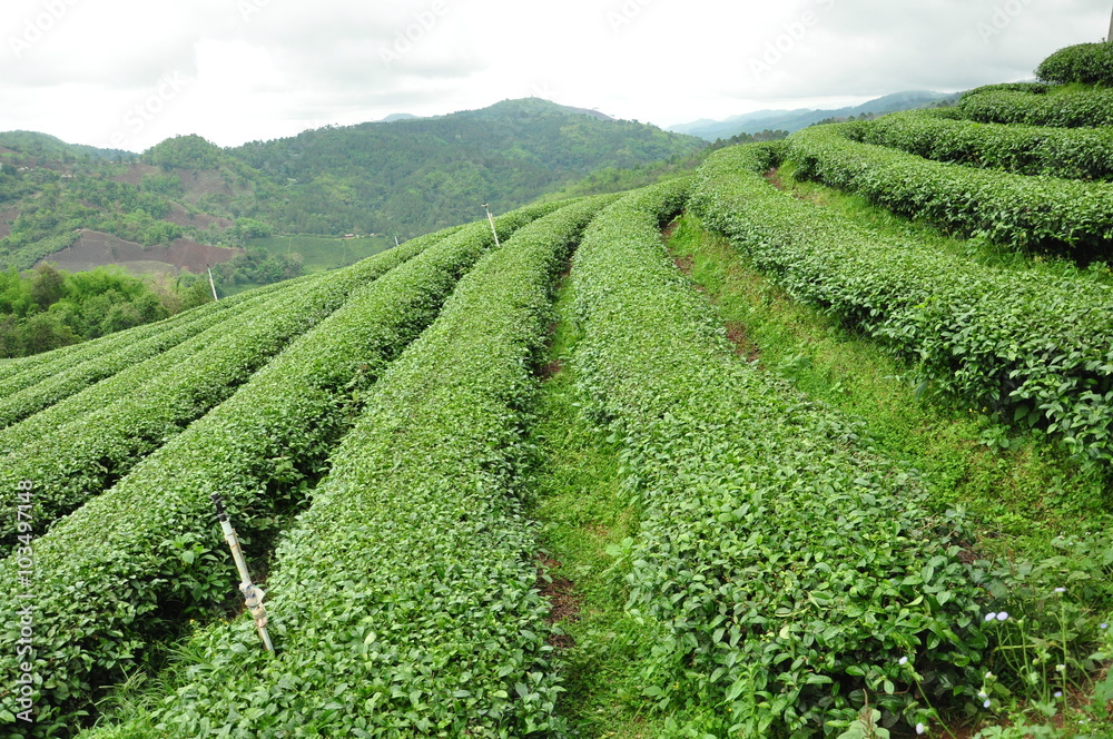 Tea plantation on the hills in raining season, Chieng Rai, Thailand