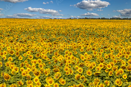 Flower of sunflower against a blue sky © trotzolga