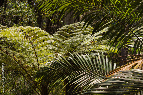 fern and palm tree fronds in rainforest