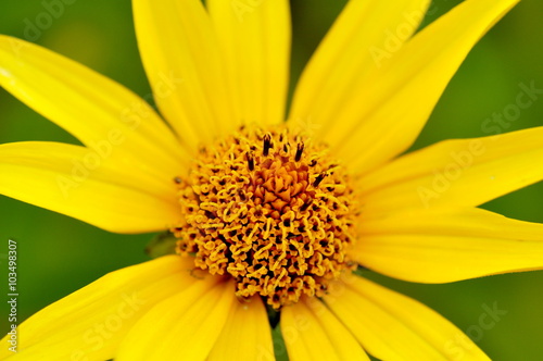 Closeup on yellow Ox eye daisy