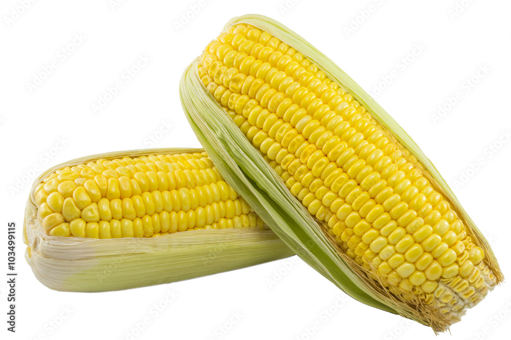 ears of corn isolated on white background ears of corn isolated on white background