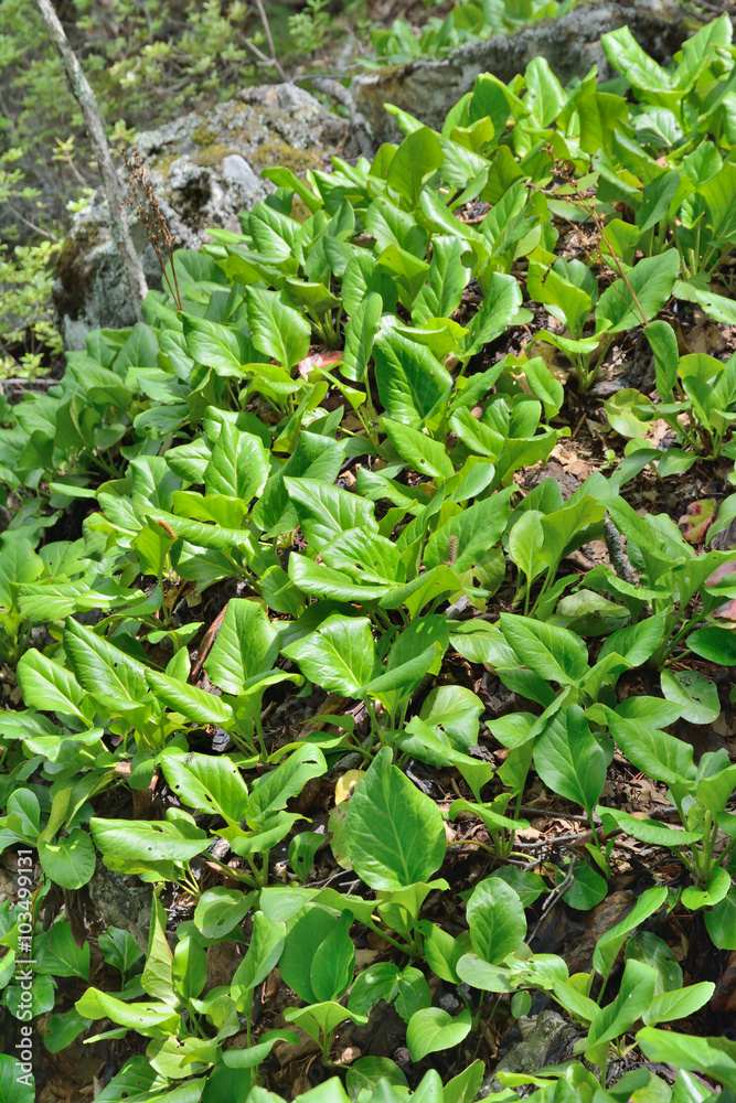 Medicinal herb bergenia (Bergenia pacifica) 17