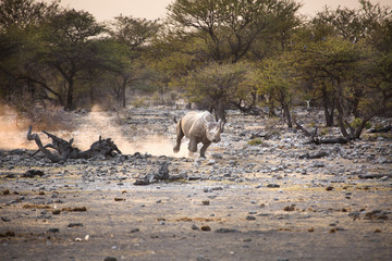 Fototapete Nashorn Ein Spitzmaulnashorn im Etosha Nationalpark.  © 2630ben