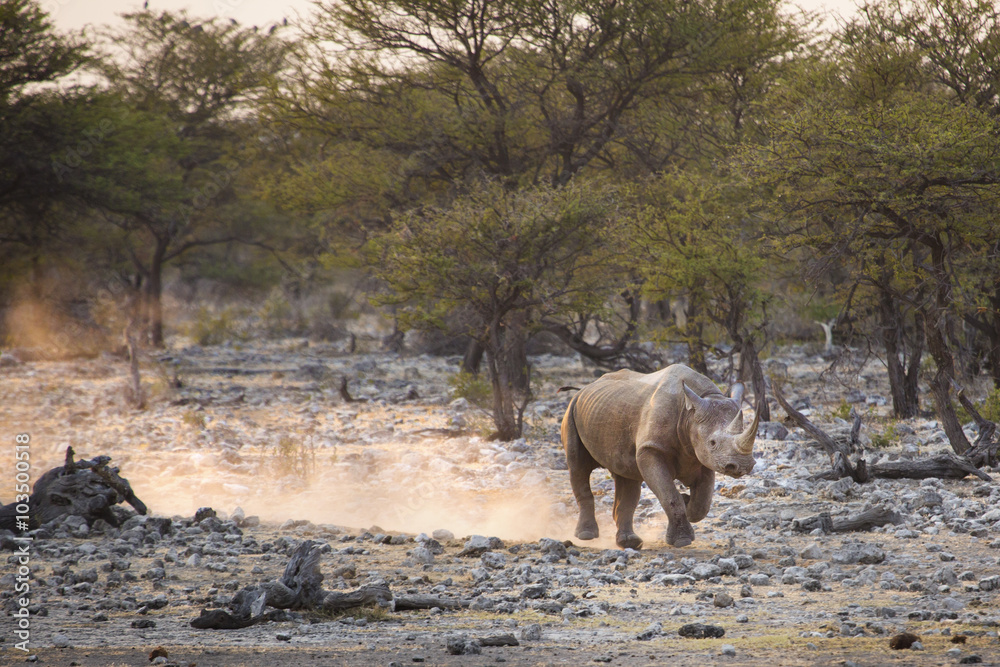 Obraz premium Czarny nosorożec w Parku Narodowym Etosha.