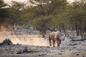 Fototapete Nashorn Ein Spitzmaulnashorn im Etosha Nationalpark.  © 2630ben