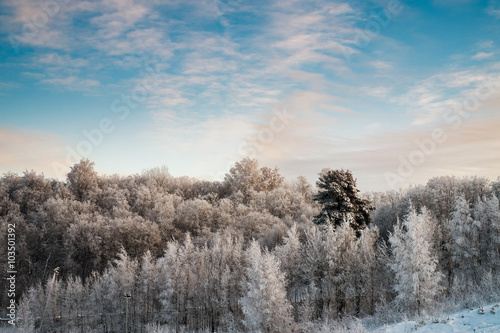 Snowy trees in forest at sunny day
