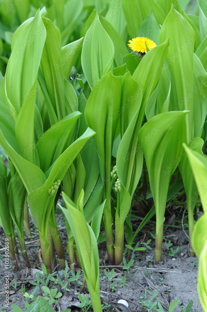 may-lily buds and leaves may-lily buds and leaves