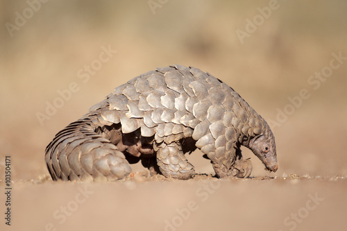 Pangolin digging for ants.