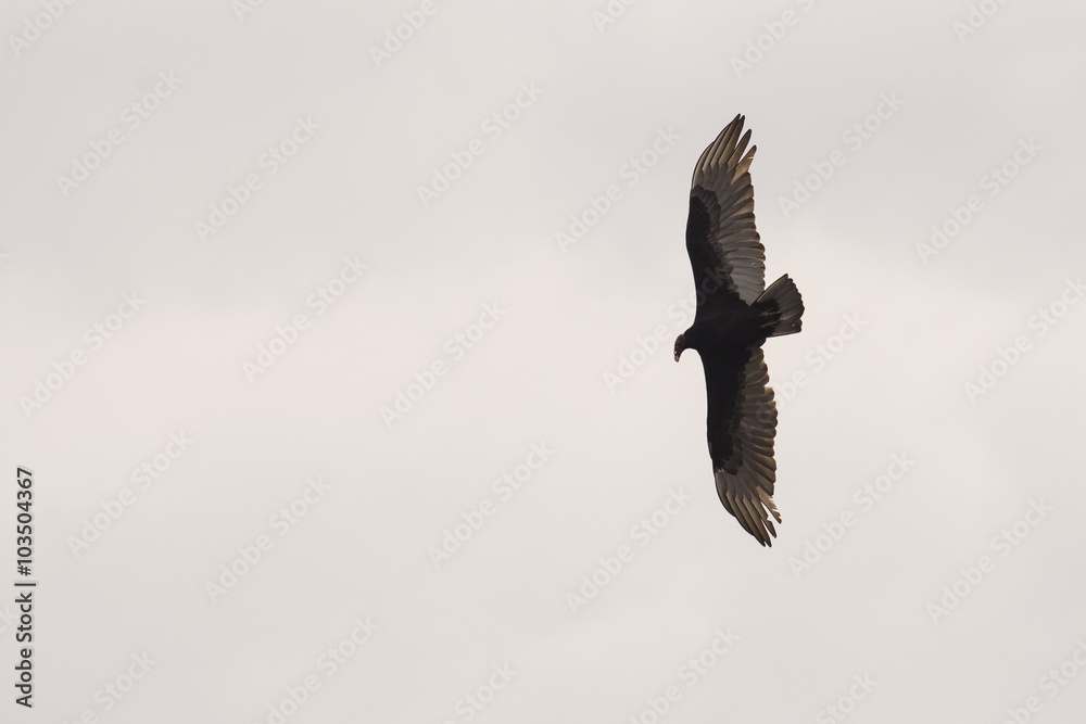Eagle silhouette against storm clouds.