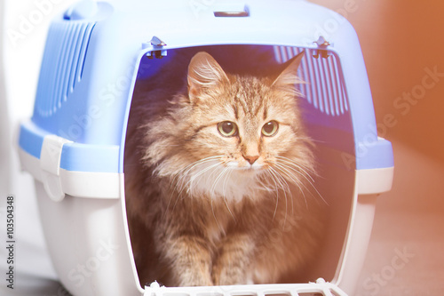 beautiful cat in a container for transport