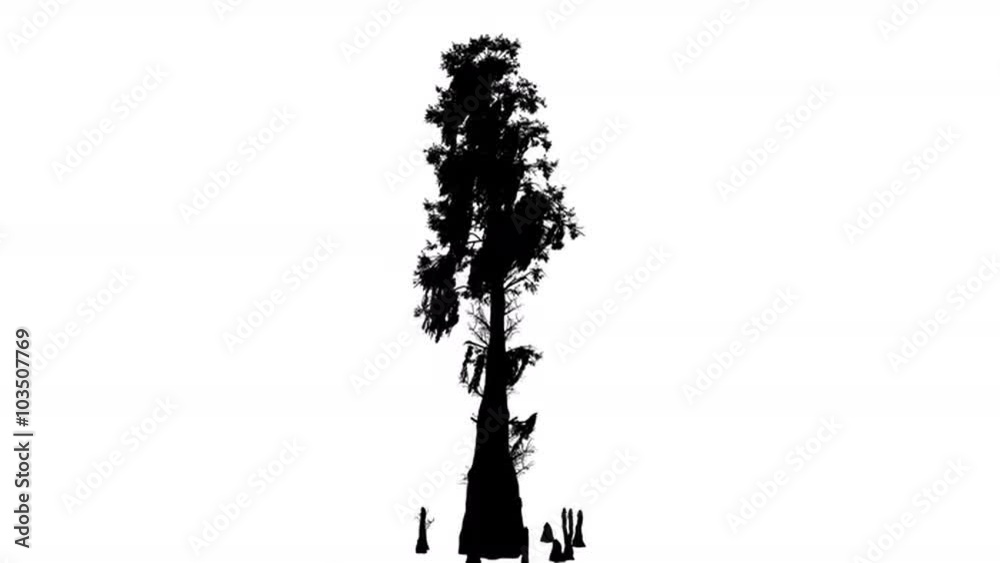 Bald Cypress Deciduous Tree Taxodium Distichum Silhouette of Animated Tree is Swaying at The Wind Branches on a Top are Staggering Leaves are Stirring