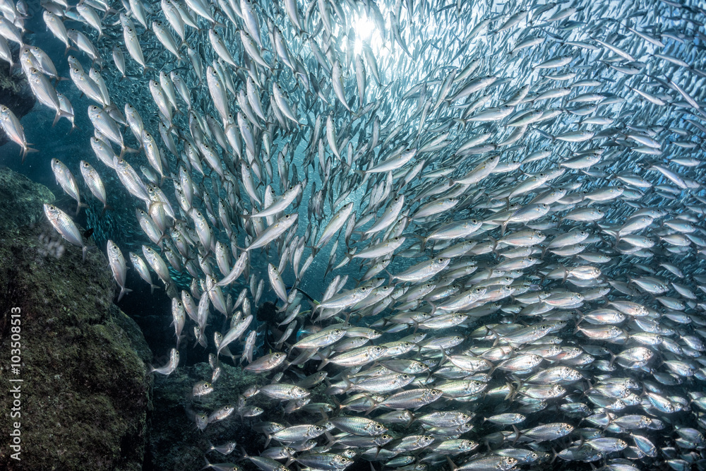 Fototapeta premium sardine school of fish underwater