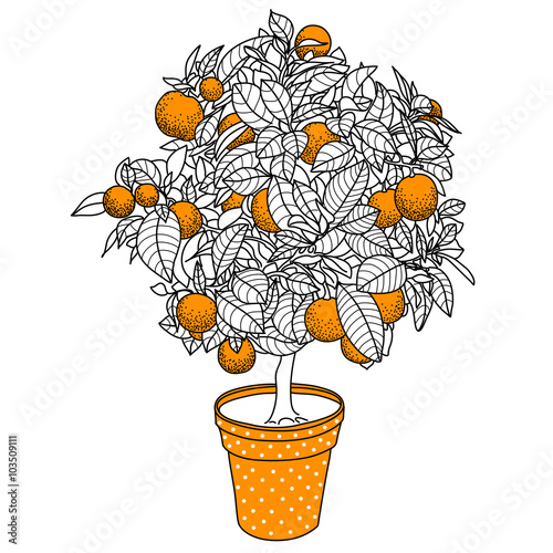 Citrus tangerine, orange or lemon citrus tree in a pot in contou