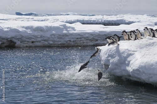 Jumping Adélie Penguins, Antarctica. 