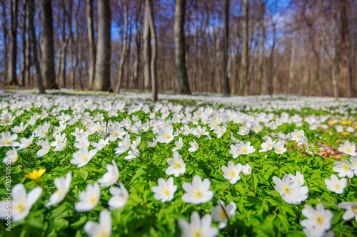 Spring blossom,beautiful spring landscape white flower carpet in the forest