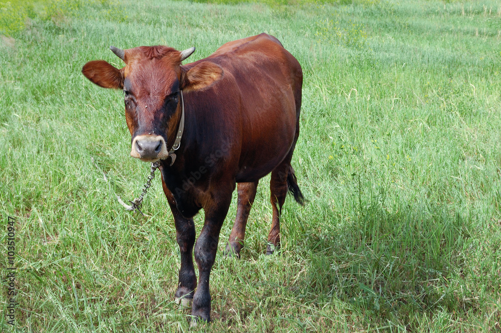 Fototapeta premium cow in a pasture on a chain