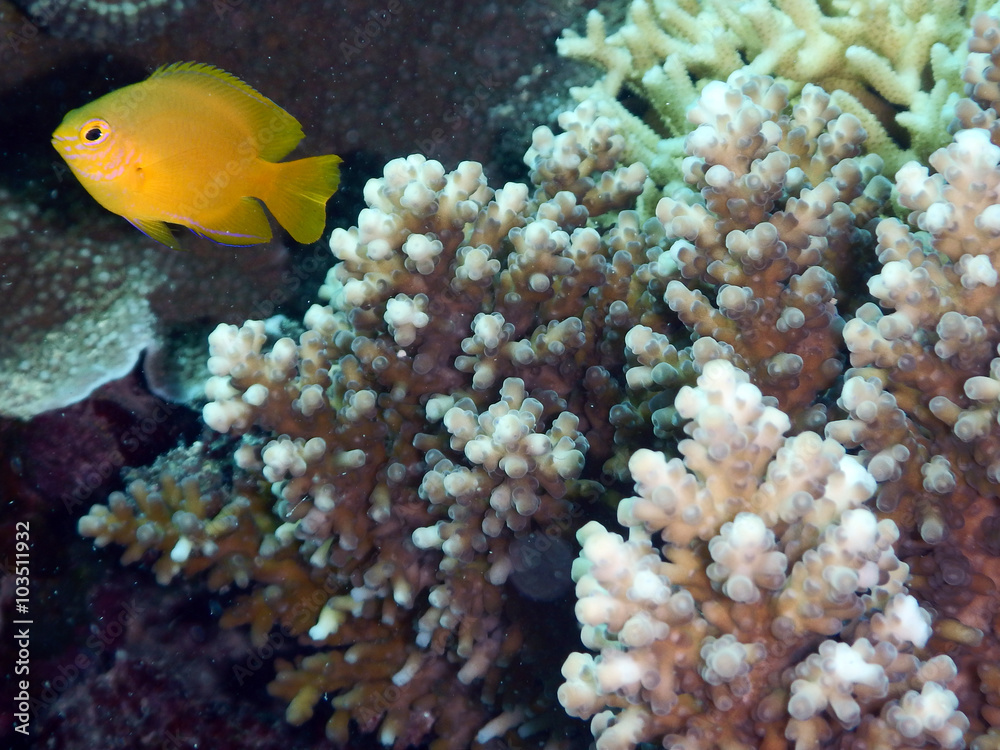 Obraz premium Heralds angelfish