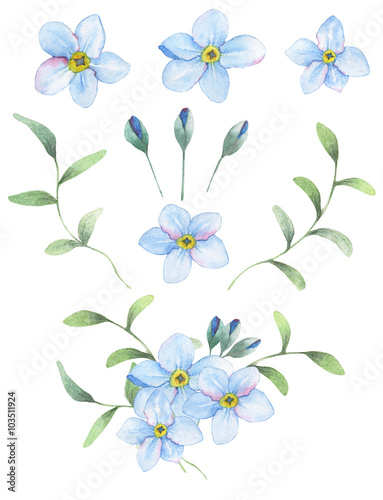Foget-me-not flowers painted in watercolor