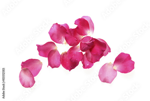 Petals of pink rose