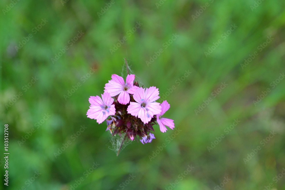 Pink small flowers in the web with  a green grass background