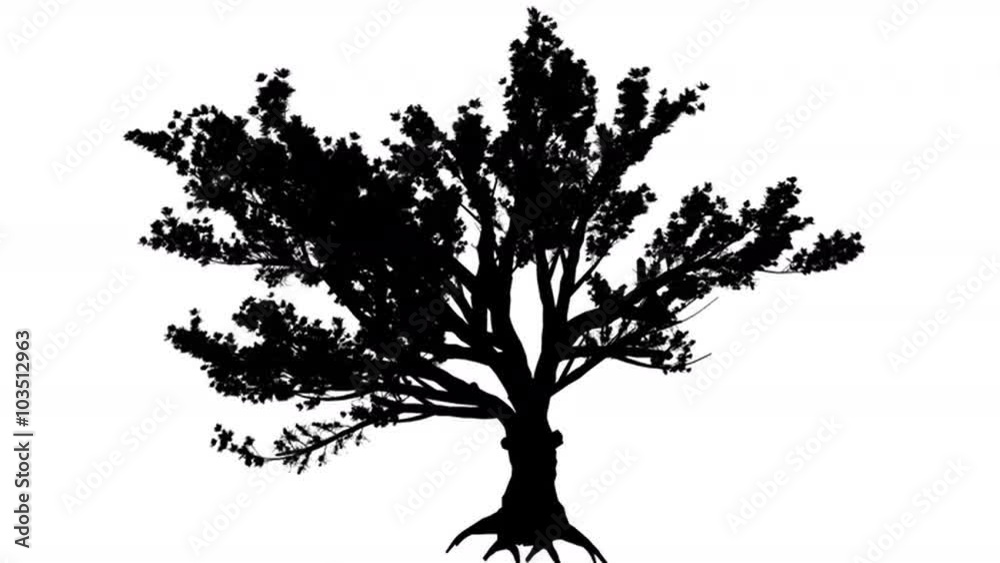 Cedar of Lebanon Cedrus Libani Evergreen Coniferous Tree Silhouette of Animated Tree is Swaying at The Wind Branches are Staggering Leaves are Fluttering